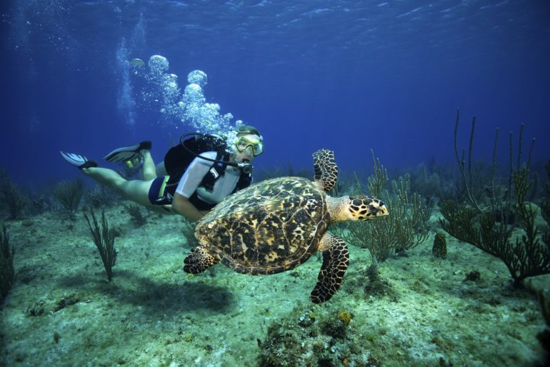 A female scuba diver watches a Hawksbill turtle swim lazily above a reef in the Cayman Islands.