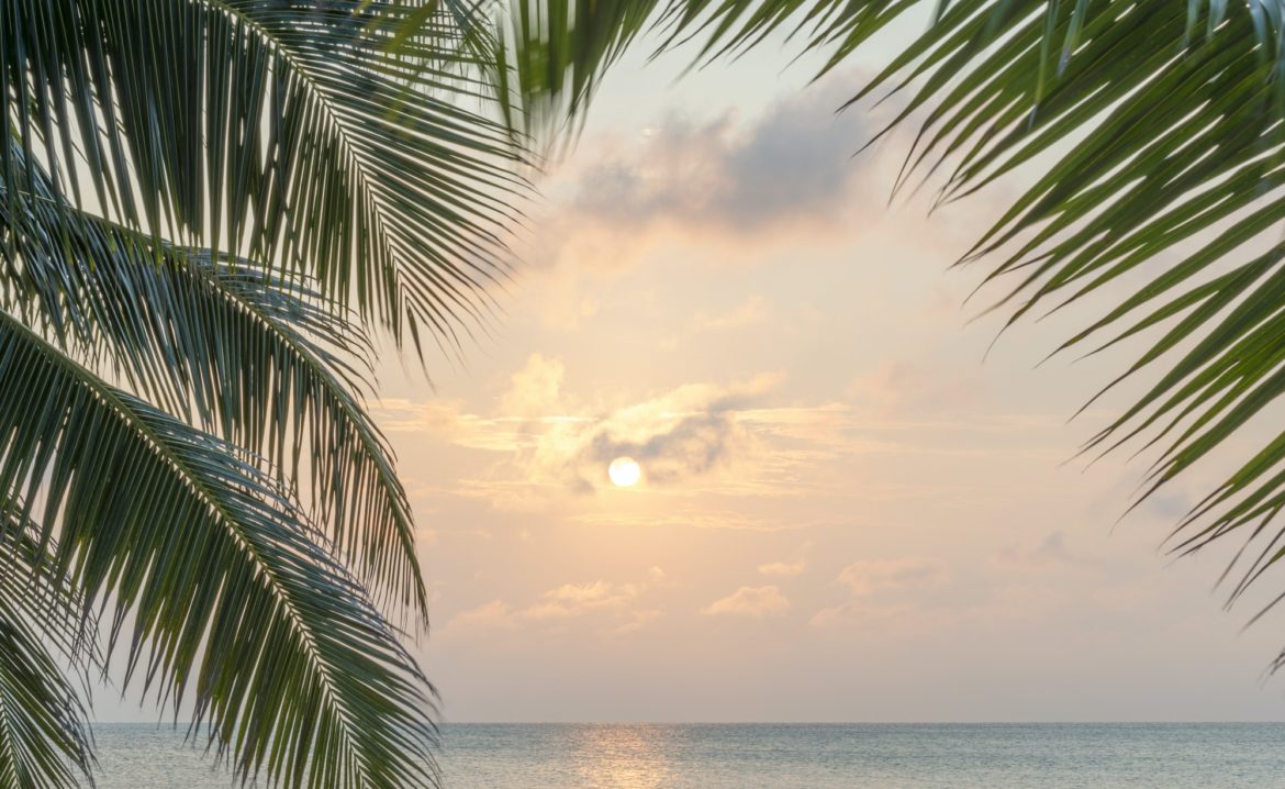 Caribbean Sunrise Palms