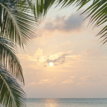 Caribbean Sunrise Palms