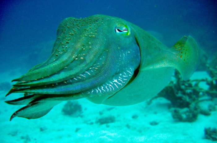 a close-up of a squid