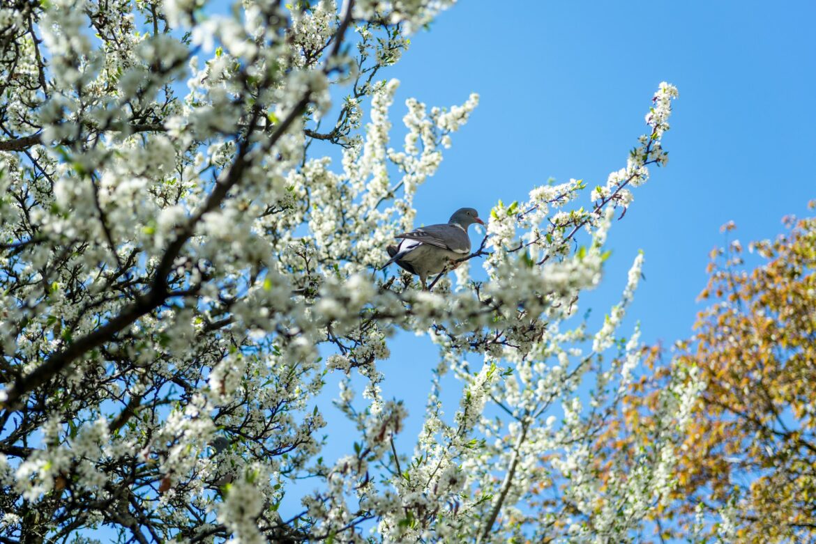 pigeon sitting on branch with flowers of cherry blossom tree in botanical garden