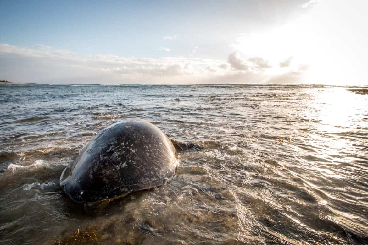 A majestic sperm whale in the world's first whale reserve off the coast of Dominica.