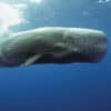 Sperm Whales and Dominica Direct Flights: Is the Nature Island Finally Losing its ‘Hard to Reach’ Status?