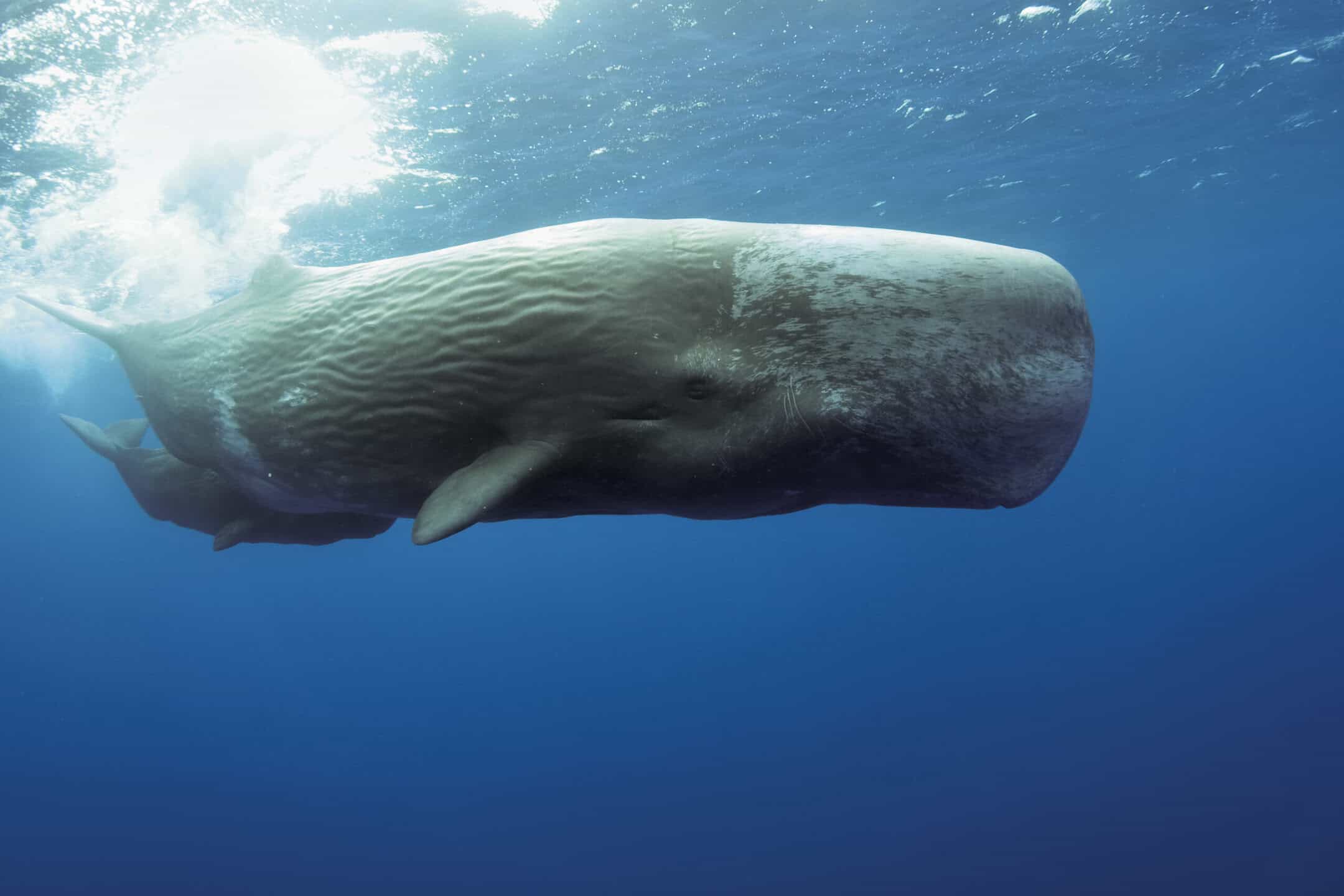 Sperm Whales and Dominica Direct Flights: Is the Nature Island Finally Losing its ‘Hard to Reach’ Status?